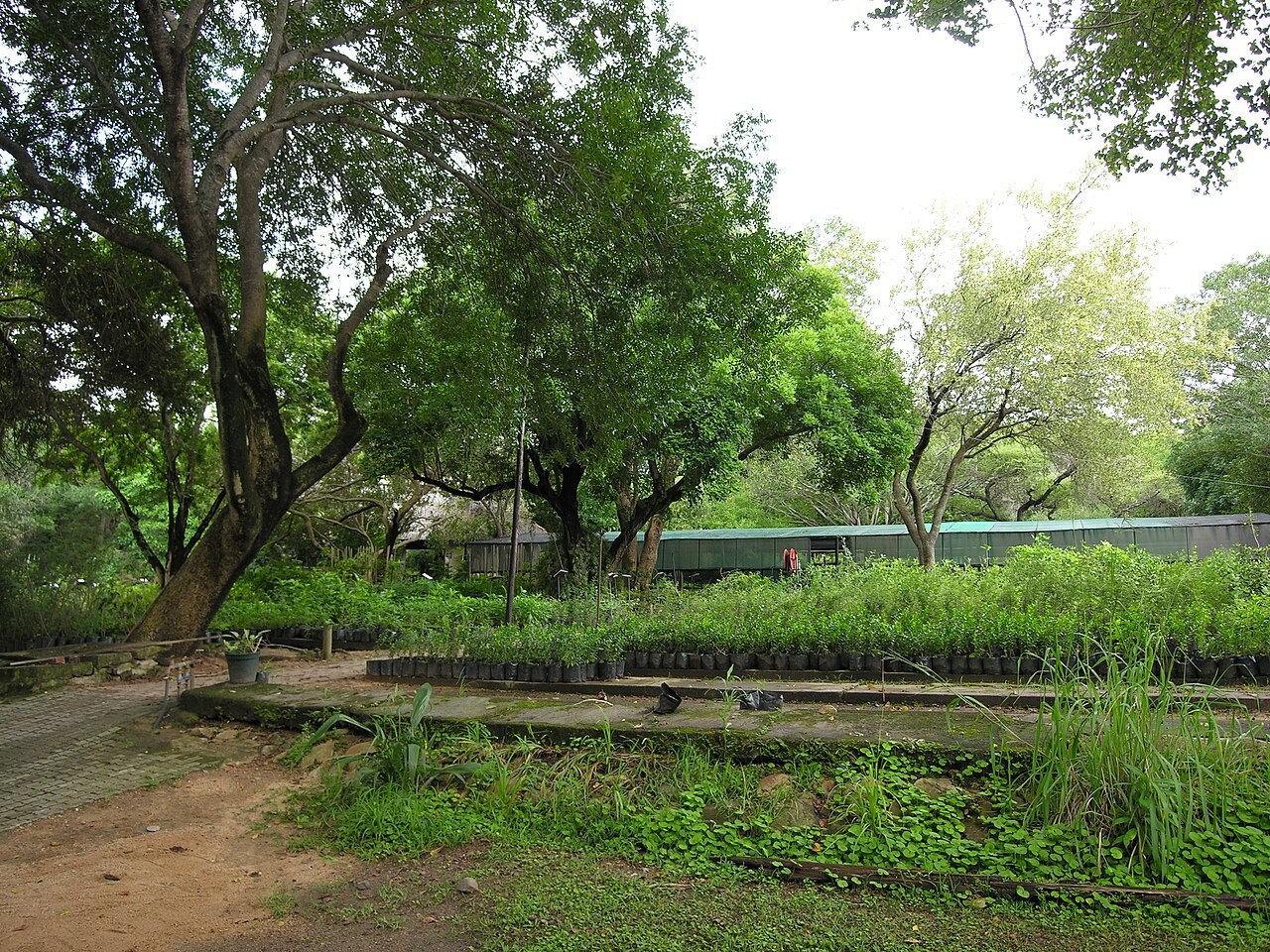 Nursery plants at Skukuza in a file photograph. Context image; not the upgraded Tiyimeleni nursery.