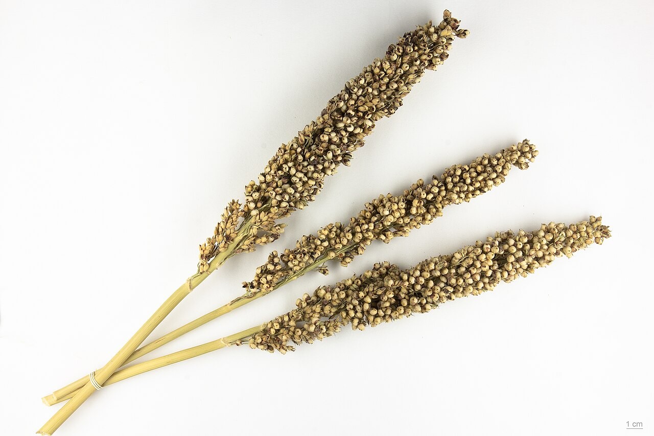 Sorghum in a file photograph. Crop context only; not evidence of conditions in a Sudanese field during the alert.