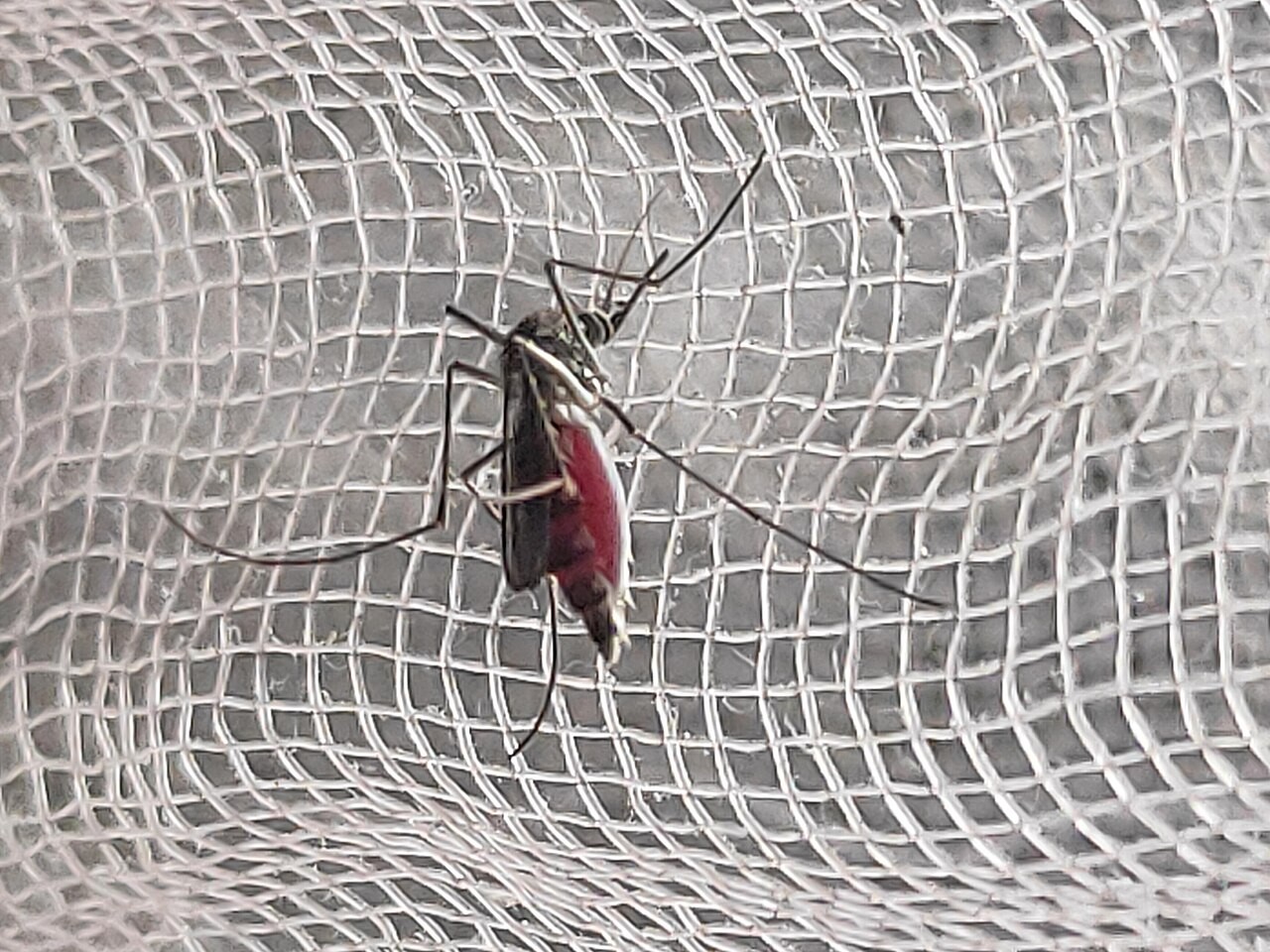 An Aedes aegypti mosquito in a file photograph. The insect illustrates the subject of yellow-fever research, not Theiler’s laboratory.