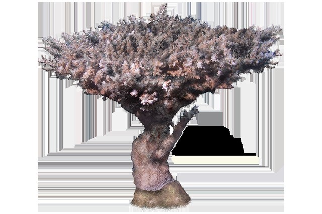 An Acropora pharaonis coral specimen pictured in a NOAA image. It is not identified as a specimen from the 2026 experiment.