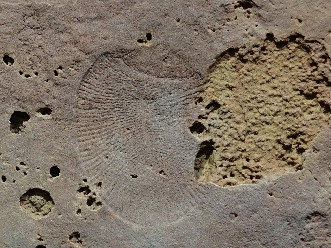 A Dickinsonia fossil from South Australia's Flinders Range. This archive photograph illustrates Ediacaran preservation, not a newly excavated specimen.