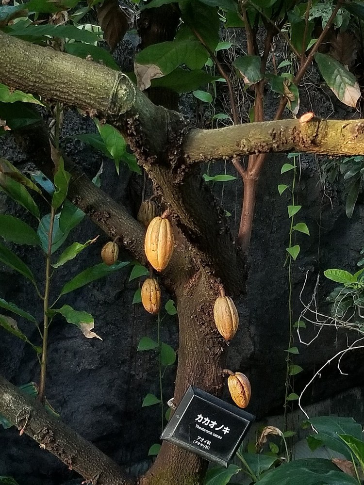 Cocoa pods at Shinjuku Gyoen Greenhouse in Japan. File illustration of the crop, not Nigeria’s proposed expansion.