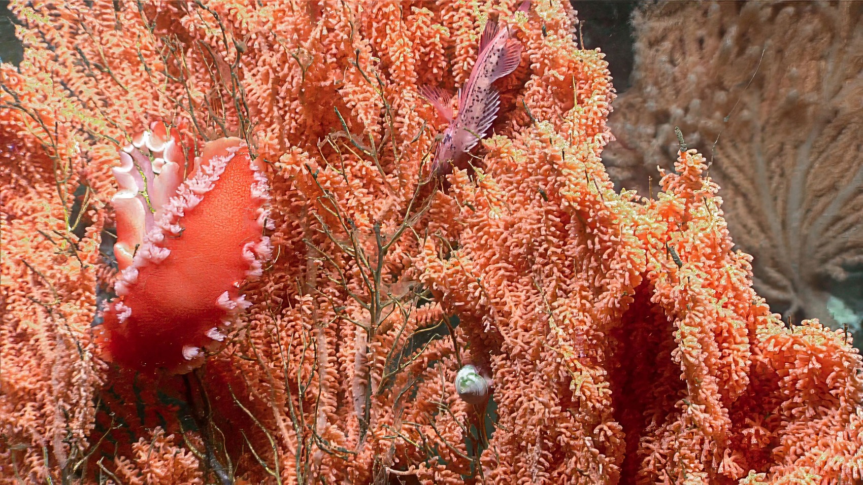 Red tree coral photographed during NOAA Seascape Alaska exploration. File habitat image, not the study's composite figure. NOAA Ocean Exploration.