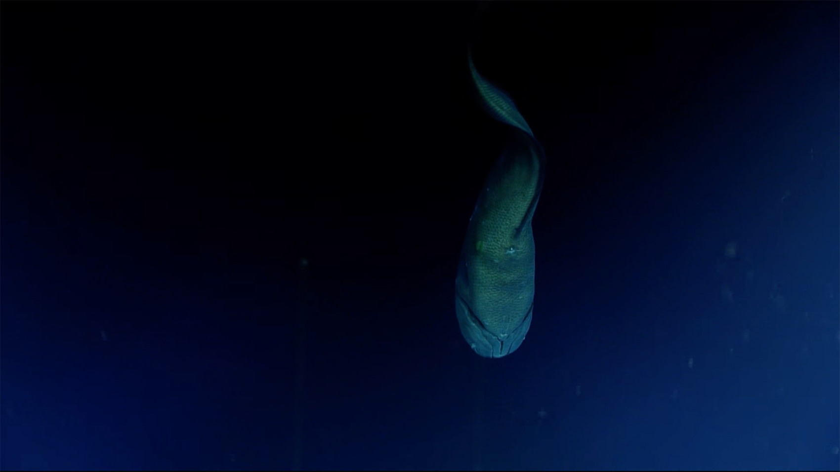 File image of a cusk eel observed during NOAA's 2026 Cook Islands exploration. It illustrates a deep-sea fish; it is not a Puerto Rico study observation.
