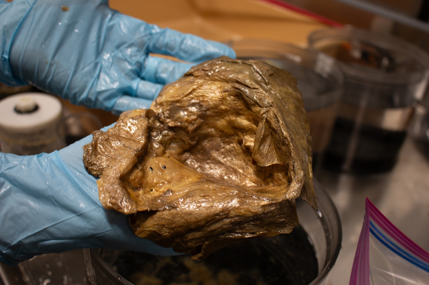 The recovered golden-orb specimen held in a laboratory at the Smithsonian. NOAA Fisheries photograph; the object is an anemone remnant, not an egg.