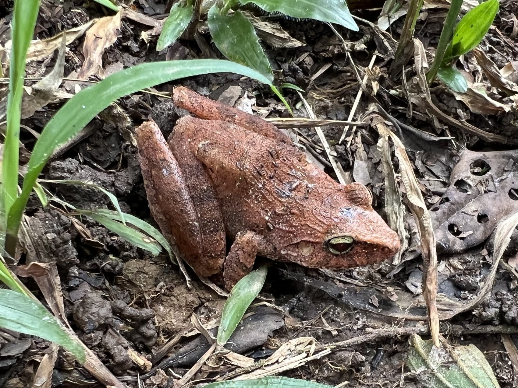 File photograph of a clay robber frog, Haddadus binotatus. It illustrates a species shown in the research account, not one of the preserved specimens tested.